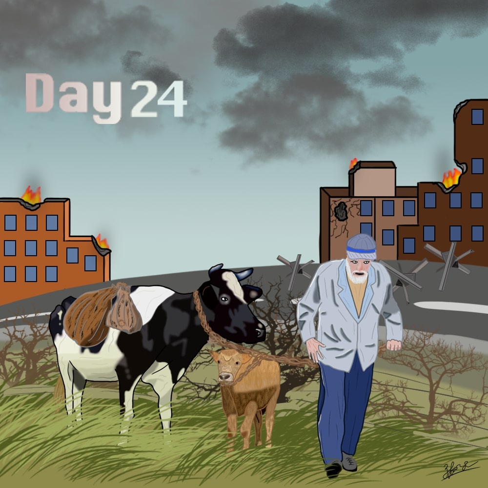 Old man saves a cow